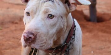 Homem é preso após cão ser encontrado acorrentado e com sinais de maus-tratos em Goiânia