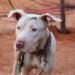Homem é preso após cão ser encontrado acorrentado e com sinais de maus-tratos em Goiânia