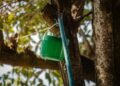 Viu um baldinho verde em uma árvore? Prefeitura de Anápolis alerta população para não retirar dispositivo de combate à dengue