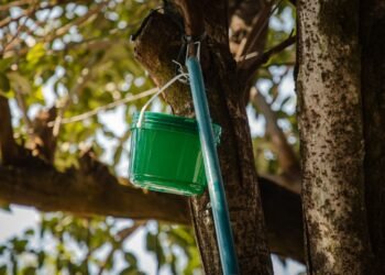 Viu um baldinho verde em uma árvore? Prefeitura de Anápolis alerta população para não retirar dispositivo de combate à dengue