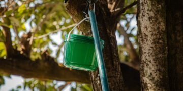 Viu um baldinho verde em uma árvore? Prefeitura de Anápolis alerta população para não retirar dispositivo de combate à dengue