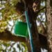 Viu um baldinho verde em uma árvore? Prefeitura de Anápolis alerta população para não retirar dispositivo de combate à dengue